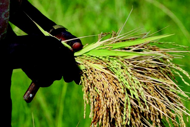 Agro-Industries